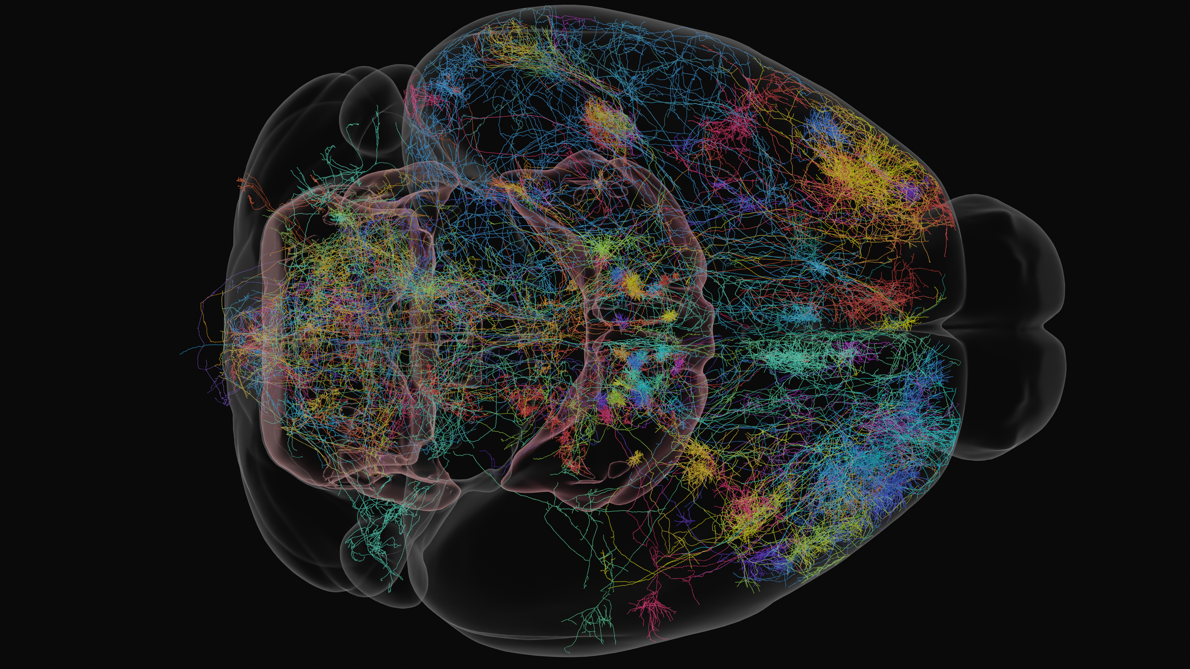 ../../_images/107neurons_36colors.png