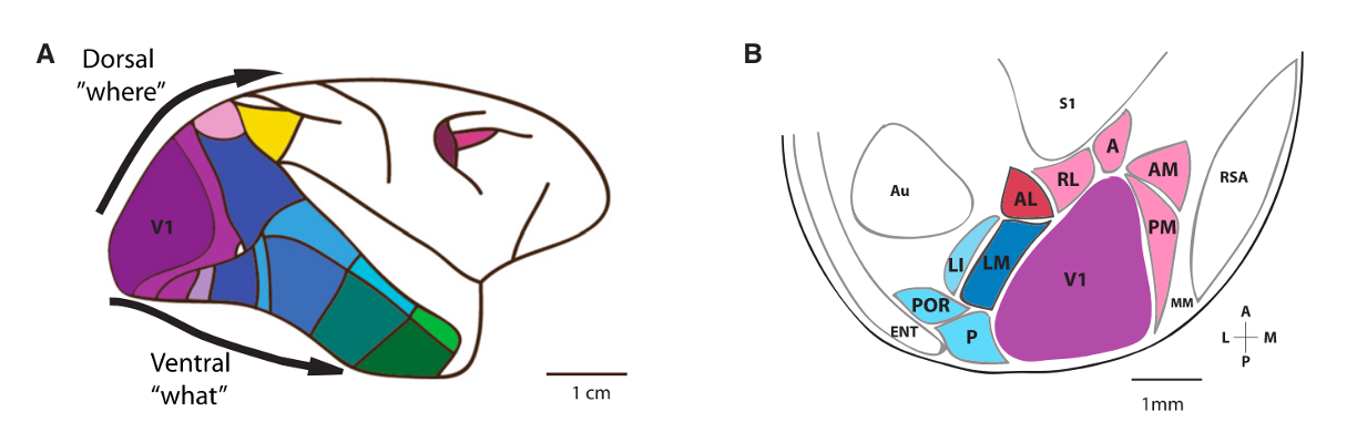 dorsal_ventral