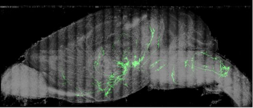 ../../_images/OneTracedNeuron.png