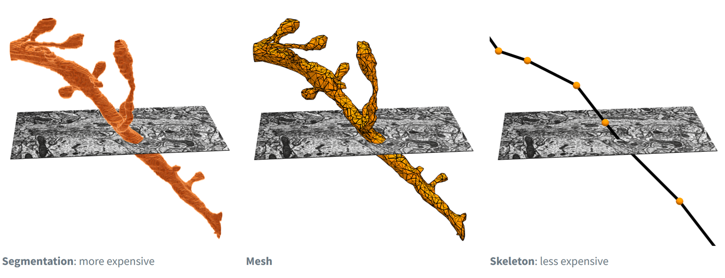 ../../_images/segmentation_mesh_skeleton_representation.png