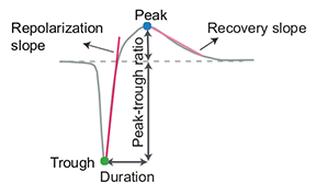 ../_images/spike_waveform.png