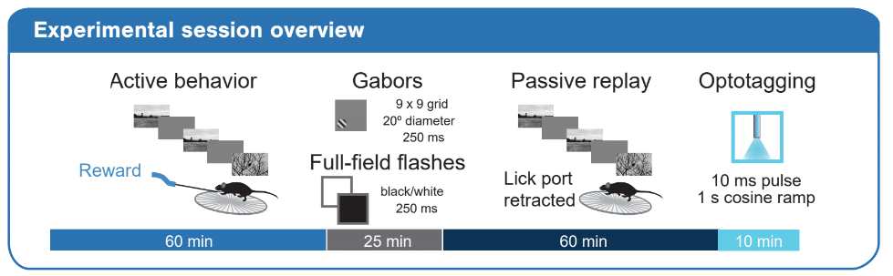 vbnexperimentdiagram