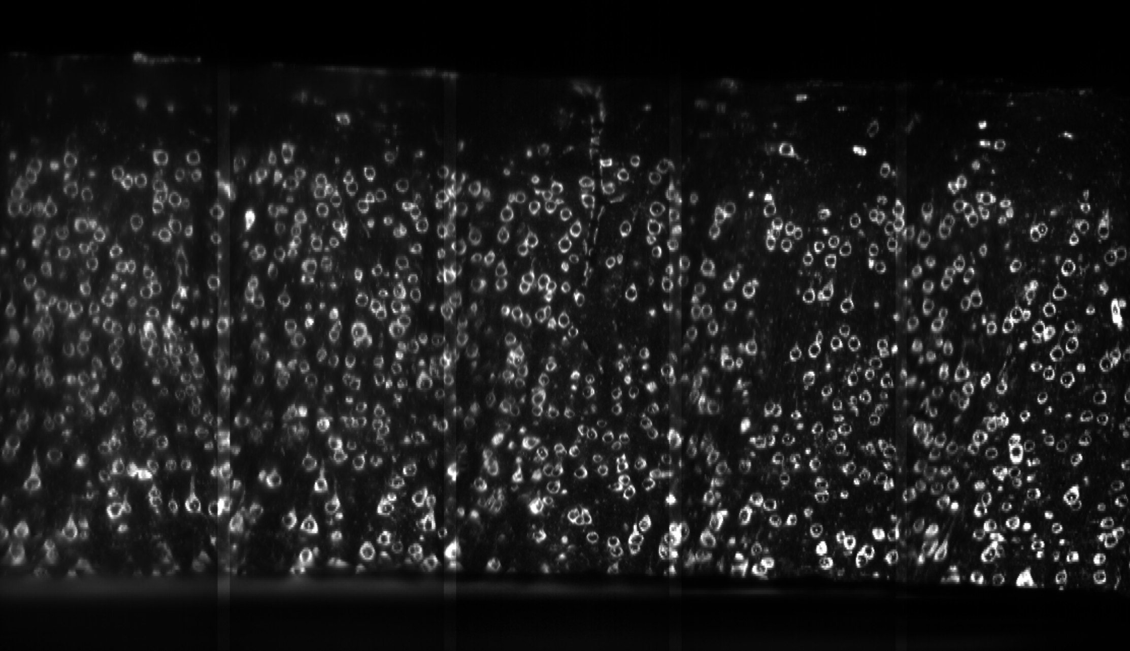 ../../../_images/vl-lightsheet-volume.png