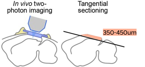 ../../_images/vl-tangential-sectioning.png