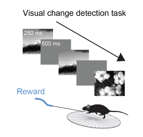 ../../../_images/vl-task-schematic.png